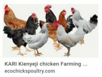 Community poultry farm