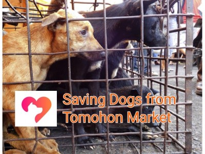 Saving Dogs  from Tomohon Market