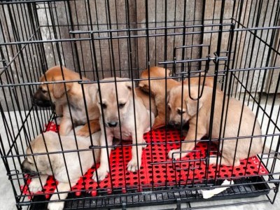 Financial assistance for six puppies