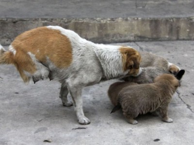 Food and shelter for stray dogs
