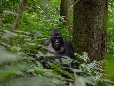 Save the mountain gorilla...