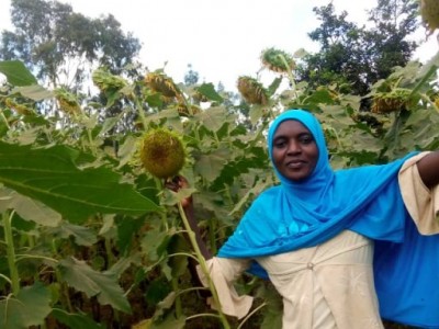 Sunflower farming