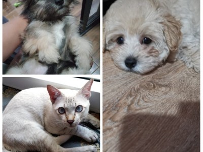 Help Me 2 Bring my Pets going  to Philippines