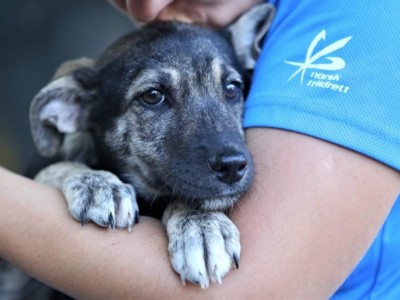 Dogs Rescue Shelter Romania