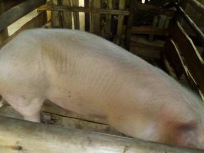 PAT PIG FARMING