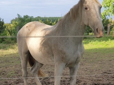 Help me to save this horse