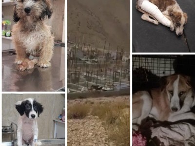 Help the shelter for homeless dogs in Iran