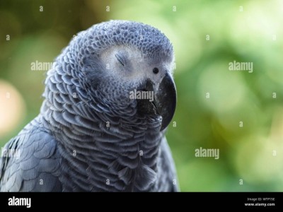 Abandoned grey parrot