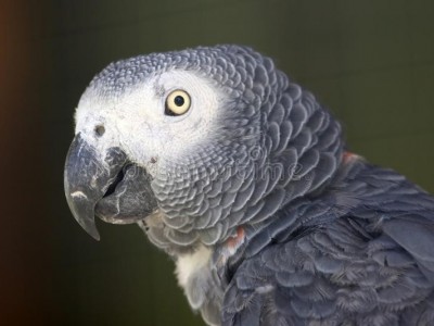 Abandoned african grey parrot