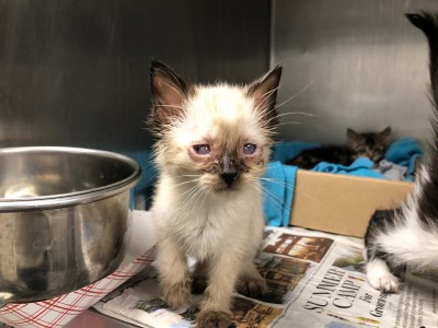 Help me save little Mia