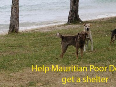 Help poor dogs in Mauritius