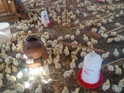 Setting up a poultry farm