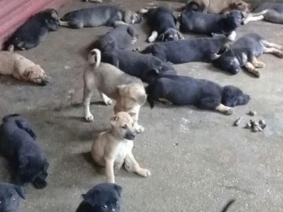 Help me to feed these puppies